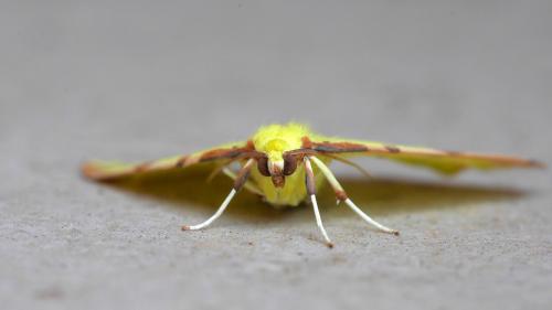 Opisthograptis luteolata
